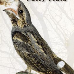 Caprimulgus